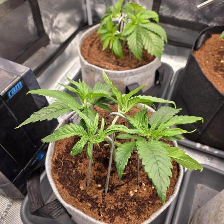 White Truffle 🍄‍