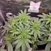 🐝🍯 Nectar Drip  #573