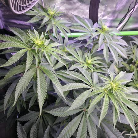 Slurricane #7 S1
