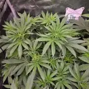 🐝🍯 Nectar Drip  #573