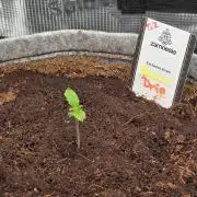 Nectar Drip 🐝🍯 #573