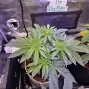 🐝🍯 Nectar Drip  #573