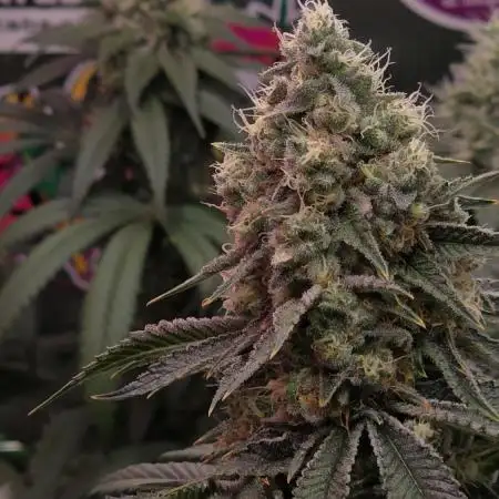 Slurricane #7 S1