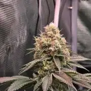 Slurricane #7 S1