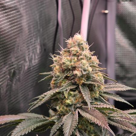 Slurricane #7 S1