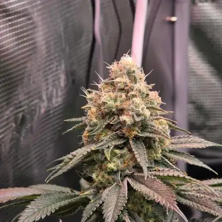 Slurricane #7 S1
