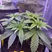 Straw Limez 🍓🍋‍