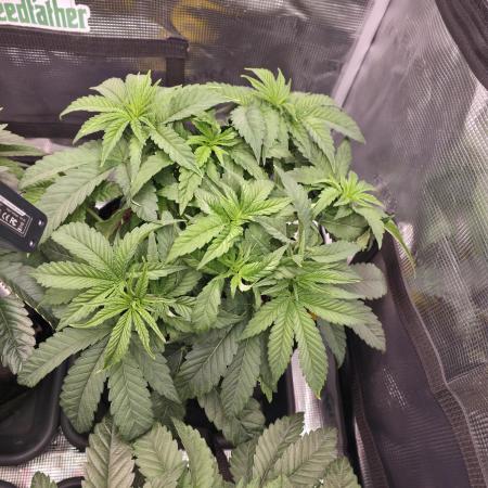 Straw Limez 🍓🍋‍