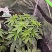 Straw Limez 🍓🍋‍