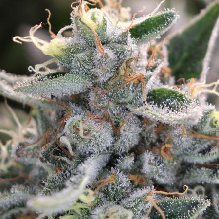 🍦🐰 Ice Cream Haze