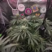 💙 Bubble's Blueberry F4