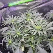💙 Bubble's Blueberry F4