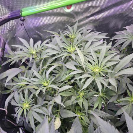 ๐ Bubble's Blueberry F4