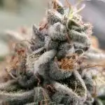 🎶💚 Tical METHOD MAC ✨️👽🍪