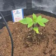 Straw Limez 🍓🍋‍