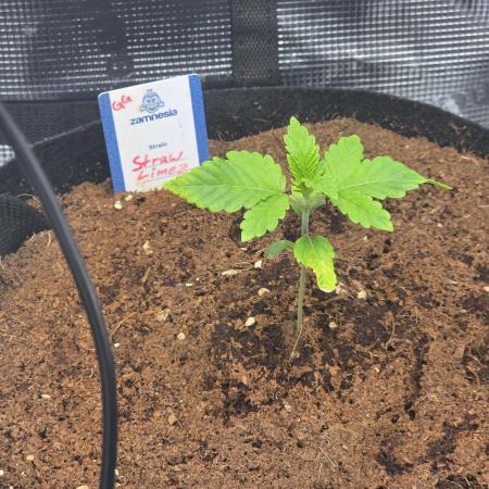 Straw Limez 🍓🍋‍