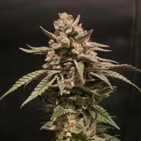 💘🍦 Pink Gelato
