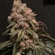 🍭Slurricane #7 S1