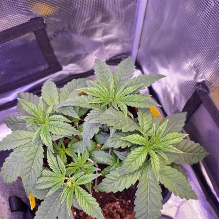 Straw Limez 🍓🍋‍