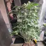 🎶💚 Tical METHOD MAC ✨️👽🍪