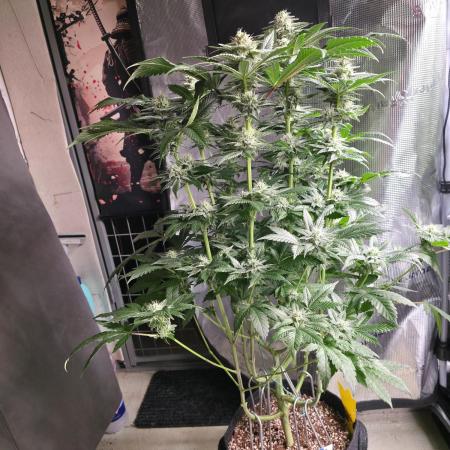 🎶💚 Tical METHOD MAC ✨️👽🍪