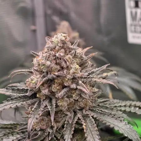 🐝🍯 Nectar Drip  #573/750