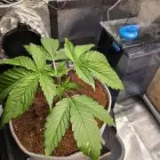 White Truffle 🍄‍