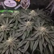 Straw Limez 🍓🍋‍