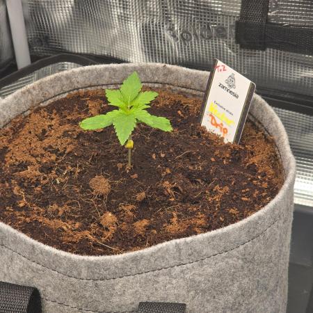 🐝🍯 Nectar Drip  #573