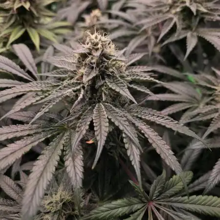 🍦🐰 Ice Cream Haze