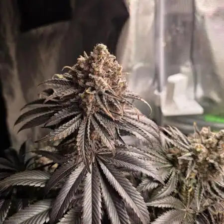 🐝🍯 Nectar Drip  #573/750