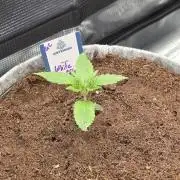 White Truffle 🍄‍