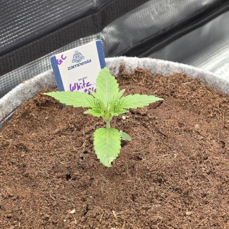 White Truffle 🍄‍