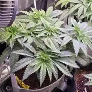 Slurricane #7 S1