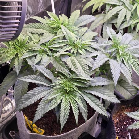 Slurricane #7 S1