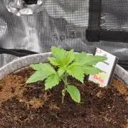 🐝🍯 Nectar Drip  #573