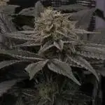 🎶💚 Tical METHOD MAC ✨️👽🍪