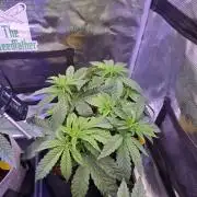 Straw Limez 🍓🍋‍