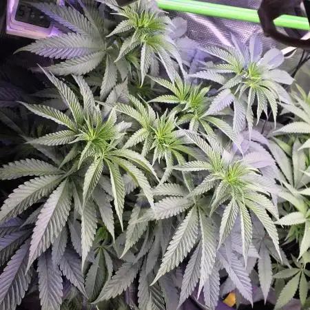 Slurricane #7 S1