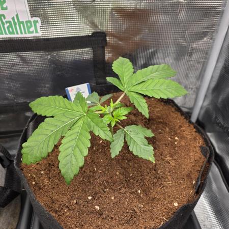 Straw Limez 🍓🍋‍