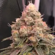 🍭Slurricane #7 S1