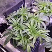 White Truffle 🍄‍