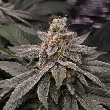 Straw Limez 🍓🍋‍
