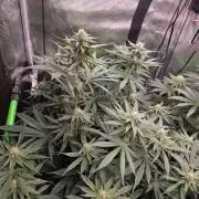 White Truffle 🍄‍