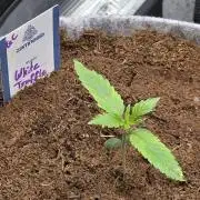 White Truffle 🍄‍