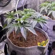 Slurricane #7 S1