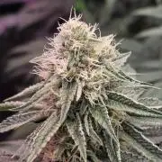 Slurricane #7 S1