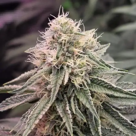 Slurricane #7 S1