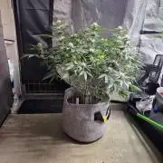 💙 Bubble's Blueberry F4