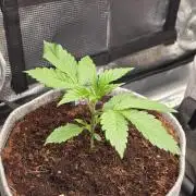 White Truffle 🍄‍